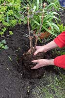 Planting a Paeonia - Peony 