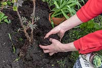 Planting a Paeonia - Peony - in the ground 