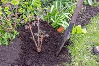 Planting a Paeonia - Peony - in a mixed border 