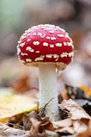 Amanita muscaria - Fly Agaric - Toadstool, Mushroom - growing through fallen leaves 