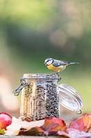 Cyanistes caeruleus - Blue Tit - resting on a jar filled with sunflower seeds