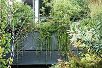 Salvia rosmarinus Prostratus Group - Prostrate Rosemary - and Pittosporum heterophyllum screening a balcony