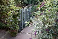 Clematis 'Arabella' in terracotta pot next to open painted wooden gate, Buddleja in foreground 