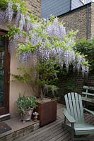 Wisteria sinensis grown in corten steel container growing above back door, painted Adirondack chair on decking