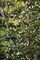 Camellia japonica 'Hagoromo', mature specimen with interesting trunk 