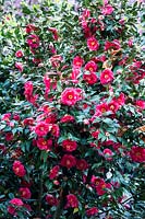 Camellia japonica 'Giulio Nuccio'