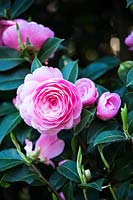 Camellia x williamsii 'E. G. Waterhouse'
