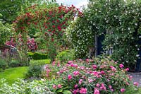 View of a rose garden with window in bed. Planting includes Rosa 'New Dawn', Rosa 'Chevy Chase' and Rosa 'Magic Meidiland'