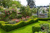 View of box edged beds filled with Heuchera and view of a seating area. Rosa 'Rosarium Uetersen' and Rosa 'Plaisanterie' framing a lattice fence