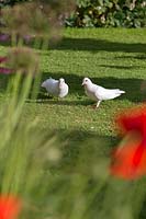 Fantail pigeons viewed through oriental poppies. 