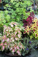 Coleus blumei and Pelargonium in container