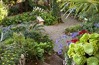 Aeonium, Agapanthus and Bergenia either side of steps, with view down to gravel area with mixed beds of Cycas, Hydrangea and Bergenia by stone bench under a tree