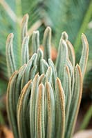 Cycas, young growing tips 