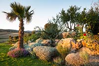 Mixed planting of Chamaerops - Palm and Punica granatum - Pomegranate, Artemisia, Cineraria maritima, Genista aetnensis - Mount Etna Broom, Salvia argentea and Euphorbia