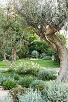 View through Olea europaea - Olive - trees with underplanting of low shrubs and a flowering Buddleja davidii, beyond a lawn and more mixed beds 