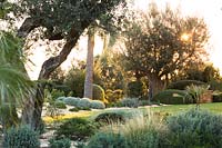 View across garden with clipped evergreen shrubs growing between specimen Olea europaea - Olive - trees and Palms 