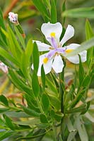 Dietes grandiflora - Fairy iris