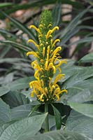 Justicia aurea - Yellow Jacobinia