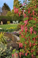 Ribes Sanguineum - Flowering Currant - growing in a suburban landscaped garden