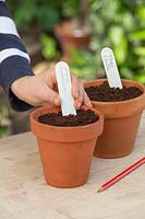Person adding plant label into a pot sown with Orange Habanero chilli seeds.
