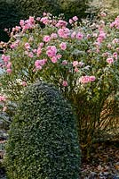 Rosa 'Bonica' and Buxus sempervirens clipped dome with early morning frost.