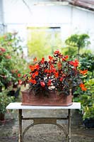 Begonia 'Unstoppable Upright Fire' in terracotta trough. 