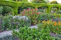 Vegetable beds planted with celery, leeks, marigolds, mallow, zinnia and x Cuprocyparis leylandii boundary.