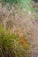 Deschampsia cespitosa 'Goldtau' - Tufted hair grass 'Goldtau'