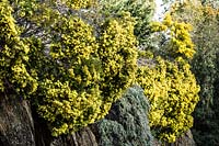 Acacia fimbriata dwarf - Fringed Wattle