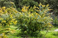 Acacia baileyana var. aurea  - Wattle - plant growing in ground on nursery
