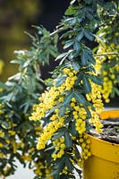 Potted Acacia baileyana 'Prostrate' - Cootamundra Wattle - showing dense foliage, plant sold in yellow pot to match flowers