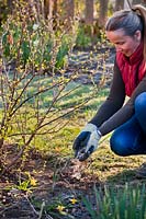 Woman applying fertiliser to ground near a Ribes uva-crispa - Gooseberry Bush 