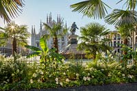 The oasis of piazza duomo: in front of the famous Milanese Cathedral, two long flower beds made up of trachycarpus fortunei, musa ensete, hydrangea paniculata.