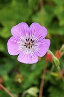 Geranium 'Bloomtime'