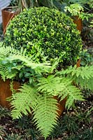 Cor-ten planter, with fern and clipped Ilex crenata in modern garden.