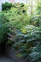 Mahonia 'Narihira' and other shrubs in a planter at boundary of roof garden 