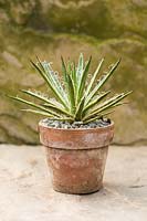 Agave leopoldii 'Hammer Time' in small pot