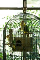 Two parrots Renaud et Armide in a birdcage