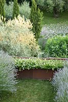 Weathered steel planters with Lantana sellowiana, either side of planters Lavendula 