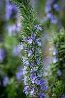 Salvia rosmarinus syn. Rosmarinus officinalis 'Vatican Blue' - Rosemary