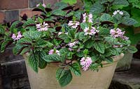 Shade container planting of Scaevola 'Topaz Pink' with Plectranthus ciliatus