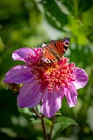 Peacock butterfly on Dahlia 'Dad's Favourite'