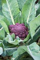 Brassica oleracea botrytis - 'Cavolfiore Violetto di Sicilia' - Cauliflower 'Romanesco'