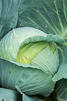 Brassica oleracea capitata - White Cabbage 