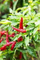 Capsicum annuum - Chili pepper 'Cayenne'