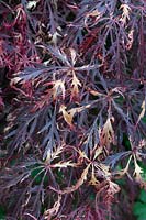 Acer leaf scorch on Acer palmatum var. dissectum 'Garnet' - Japanese maple scorched foliage
