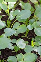 Ammi majus - Bullwort - Bishops weed seedlings