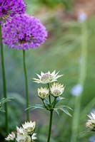 Astrantia 'Buckland' - Masterwort 'Buckland'