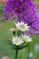 Astrantia 'Buckland' - Masterwort 'Buckland'
