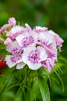 Dianthus barbatus pink and white - Sweet william